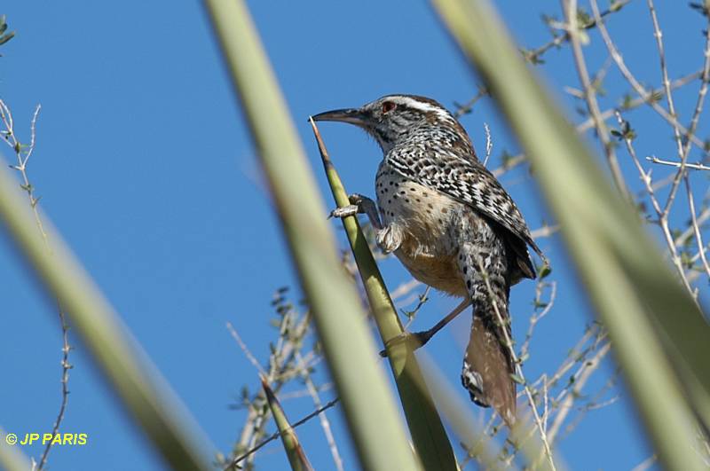 Campylorhynchus brunneicapillus